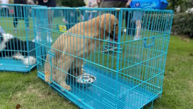 Free adoption of a dog. Today, the 15 little darlings have been taken