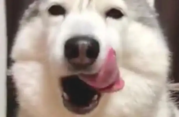 The master has no fun with the dog's nose, and the dog shows "The sky makes him smile."