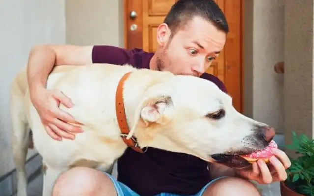 If you're going to pay to suffer, you're going to have a Labrador