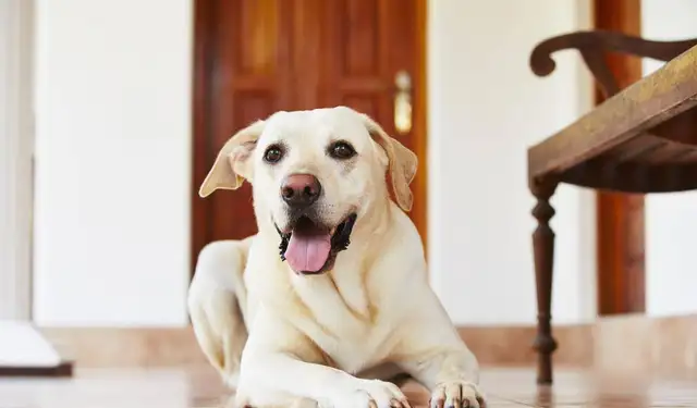 The most popular dog in America
