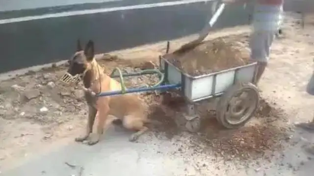 There's no time for a dog in the country to rip his head off