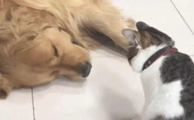 Cats try to steal the food from the golden hair and wake it up. Go on