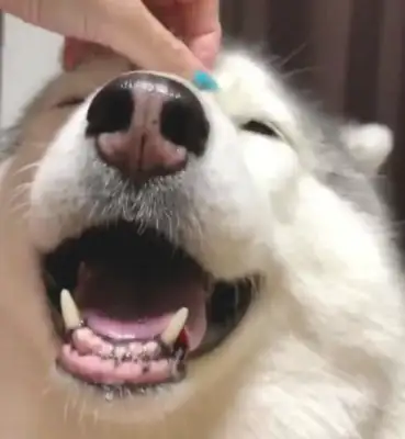 The master has no fun with the dog's nose, and the dog shows