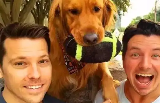 Cute dogs fall down on the wall every day, wooing at the passersby and touching themselves