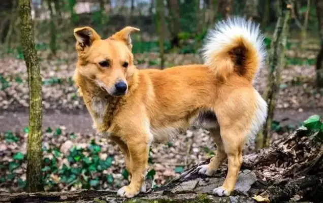 Cooking for a stray dog, he doesn't eat, and when he writes for help, he meets the dog owner