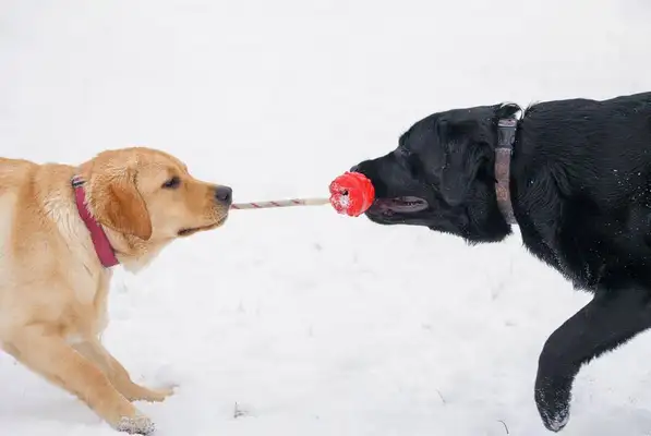 The most popular dog in America