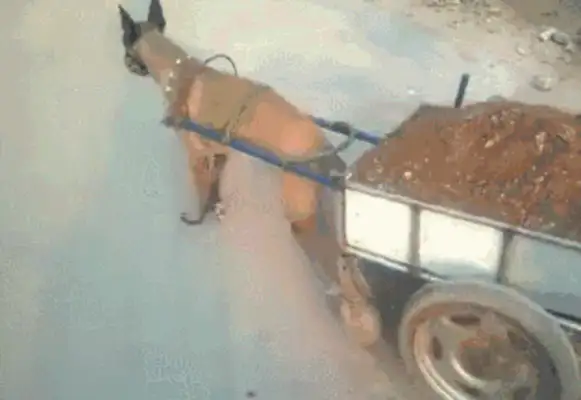 There's no time for a dog in the country to rip his head off