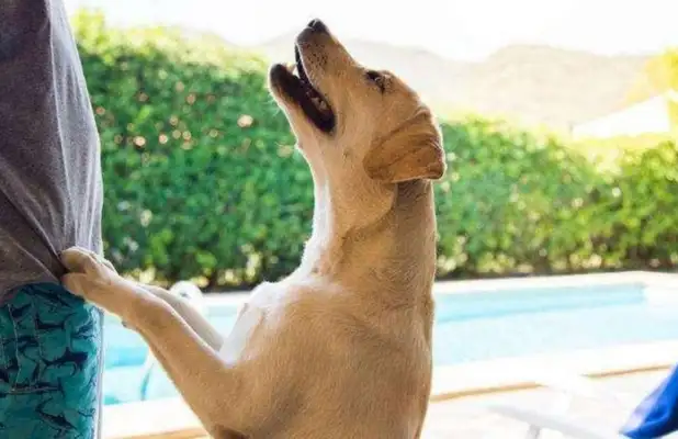 If you're going to pay to suffer, you're going to have a Labrador