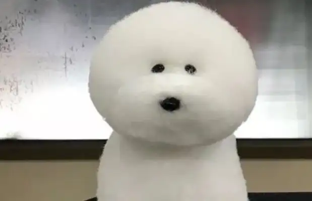 The dog went to the beauty salon and turned into a big soap bubble