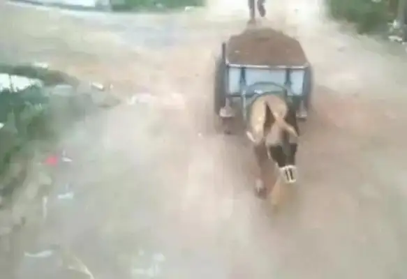 There's no time for a dog in the country to rip his head off