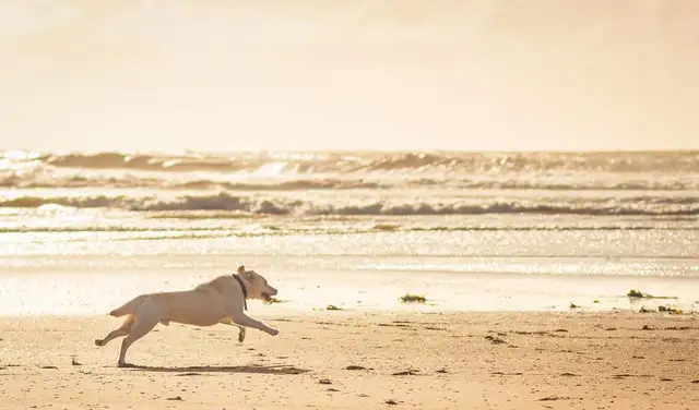 The most popular dog in America