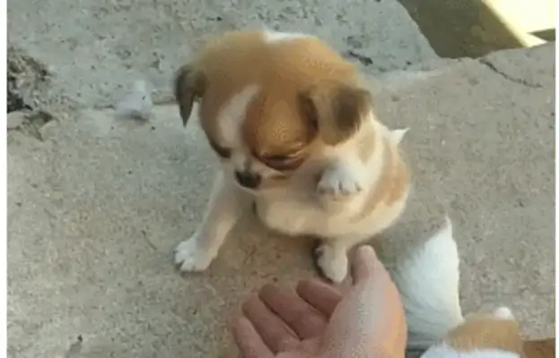 The master taught the dog to wave, the mother stood up to cover, and the master slapped him