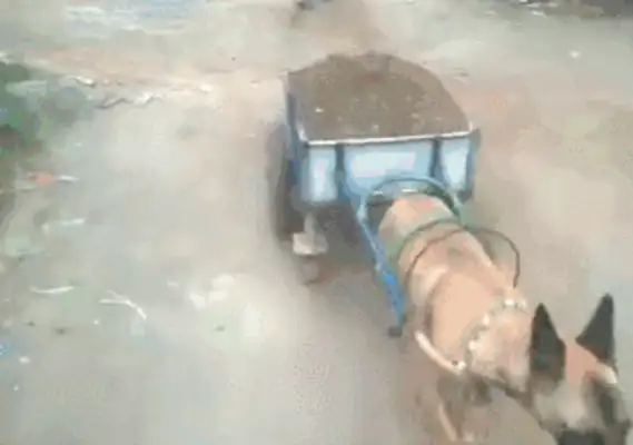 There's no time for a dog in the country to rip his head off