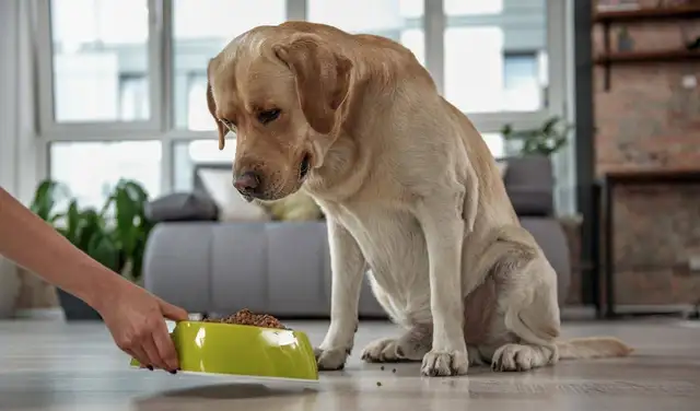 The most popular dog in America