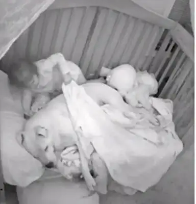 Girls wake up in a dog's nest, their parents get confused, they look at the surveillance and say they're warmed up
