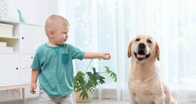 The most popular dog in America