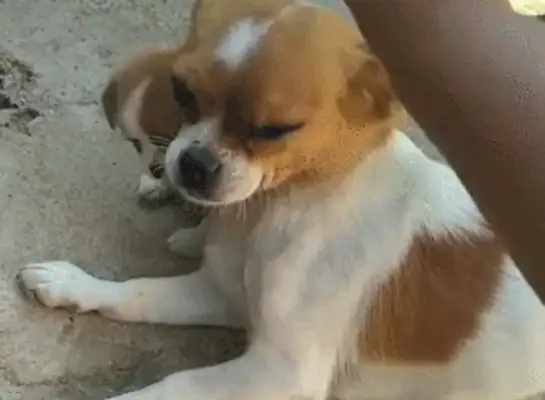 The lead lady lets the blonde buy the toys and the dog goes after the man's pocket and fixes it