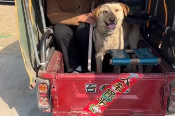 Once he left, the dog was thrown in a cage and found to make money