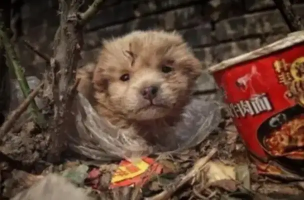 Sino-Chinese field dogs hide in the trash