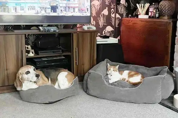 Cats take the bed, greedy cats steal the bed of good little hounds