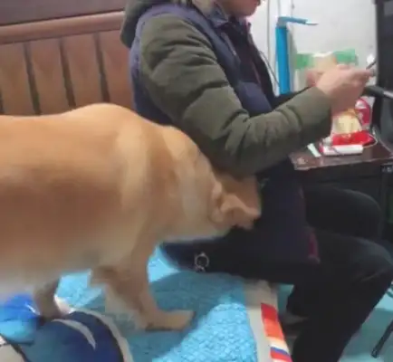 The lead lady lets the blonde buy the toys and the dog goes after the man's pocket and fixes it