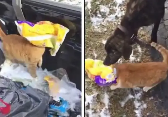 The cat's head is in a panic. Help