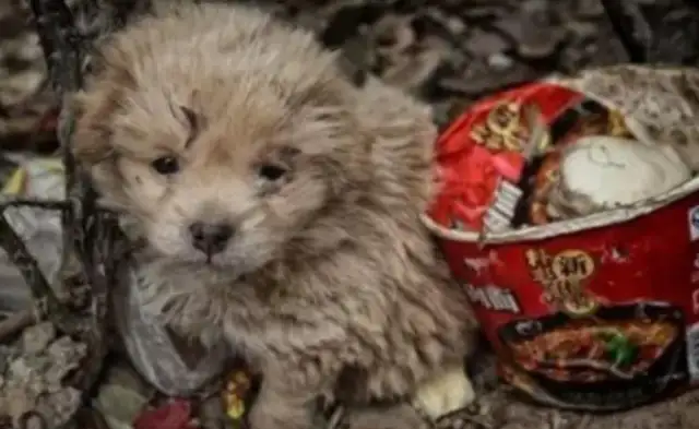 Sino-Chinese field dogs hide in the trash