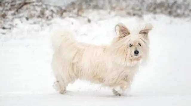 It's just a stray dog running on the street, and she's holding it in her arms: Don't be afraid, you have a home