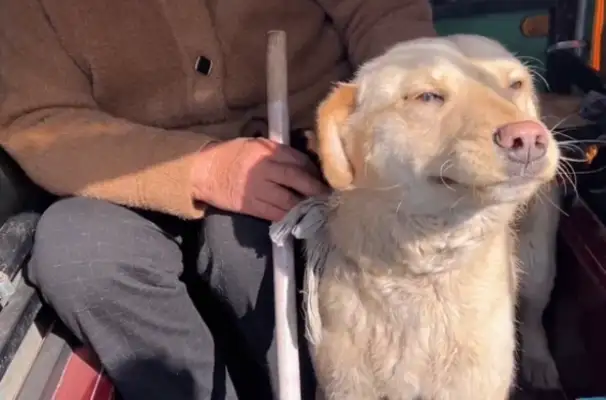 Once he left, the dog was thrown in a cage and found to make money