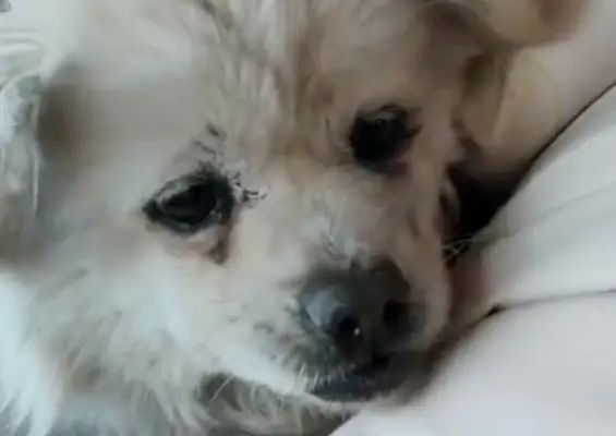It's just a stray dog running on the street, and she's holding it in her arms: Don't be afraid, you have a home