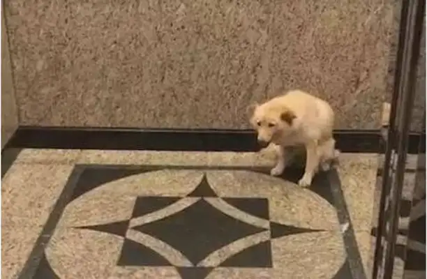 The big white dog sits in the elevator waiting for his master, and laughs at those who travel