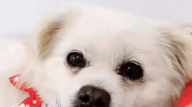 It's just a stray dog running on the street, and she's holding it in her arms: Don't be afraid, you have a home