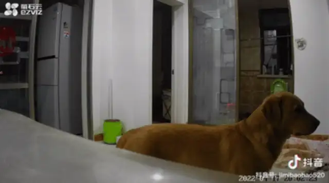 The owner is isolated, worried about dogs eating at home, and can turn on surveillance & #8230; crying