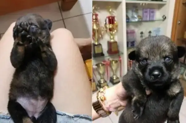 The cat was careful to touch the baby dog, the dog fell and the cat looked like it touched the china