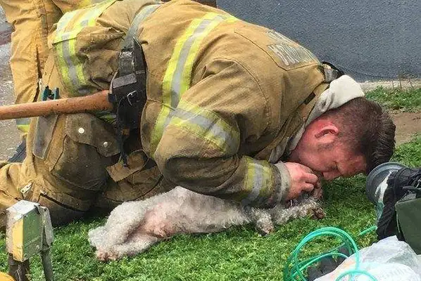 Firefighter fire saved a unconscious dog, and after rescue the master got excited. Tears
