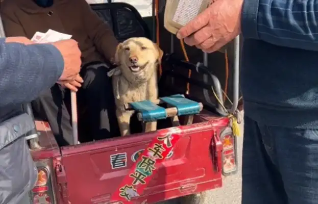 Once he left, the dog was thrown in a cage and found to make money