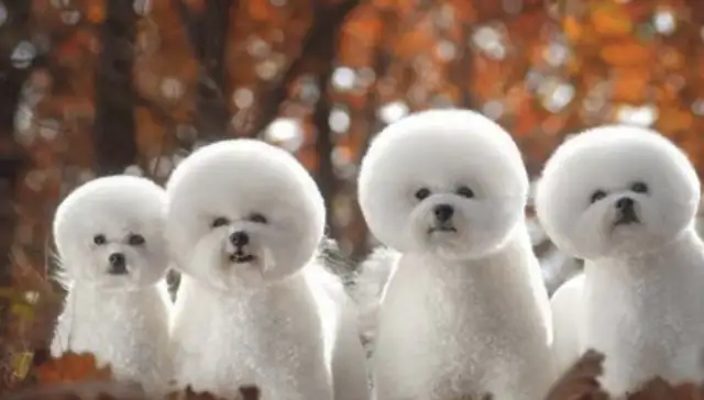 Dogs were born with a high degree of near-sightedness. No wonder they were called from far away. Down