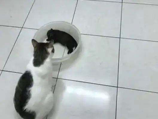 The cat was careful to touch the baby dog, the dog fell and the cat looked like it touched the china