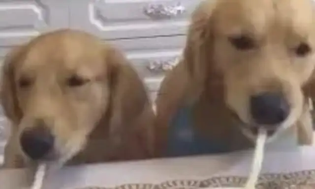 The dog smokes a fresh noodle. Netizen: Doubt that noodle is fake