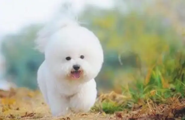 Dogs were born with a high degree of near-sightedness. No wonder they were called from far away. Down