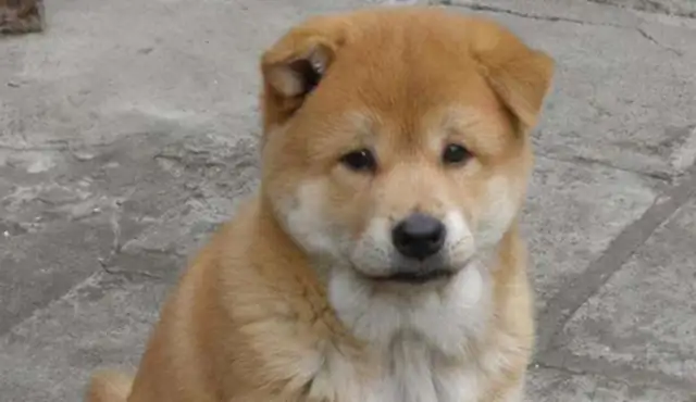 The owner doesn't know anything about a 30-dollar dog