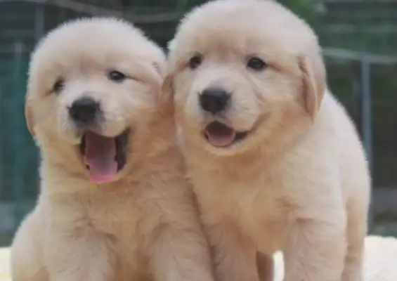 Dogs were born with a high degree of near-sightedness. No wonder they were called from far away. Down