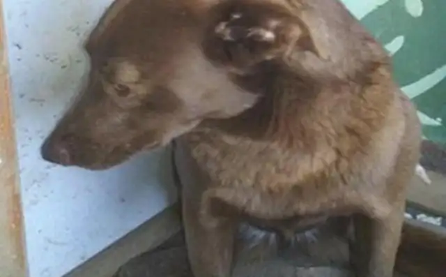 The dog was in the shelter. He never wanted to be adopted