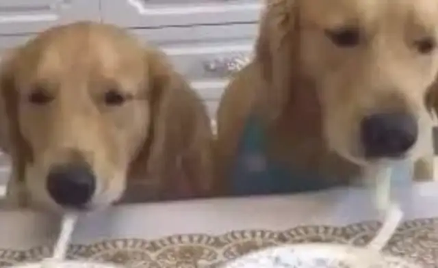 The dog smokes a fresh noodle. Netizen: Doubt that noodle is fake