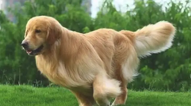 Dogs were born with a high degree of near-sightedness. No wonder they were called from far away. Down
