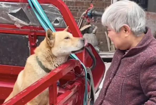 Grandma went to live in the city, the dog couldn't take it with her, so she took it to the market. Sell