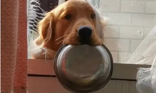 The master missed the dog's dinner all night. The dog's full of complaints