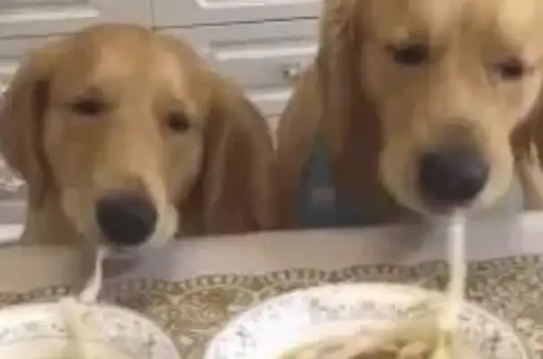 The dog smokes a fresh noodle. Netizen: Doubt that noodle is fake