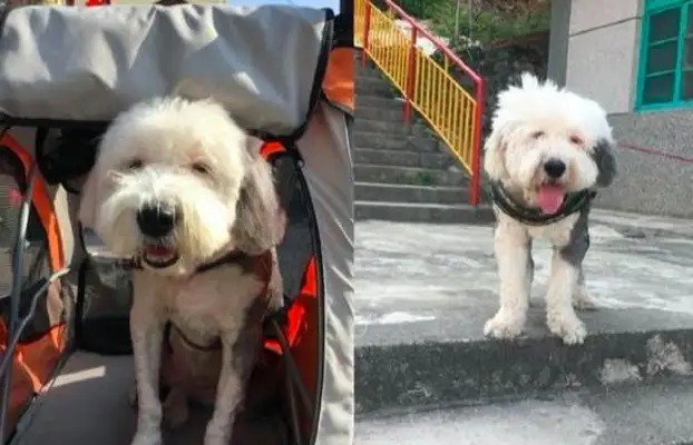 The 9-year-old dog's body fell and the owner took him on the last trip