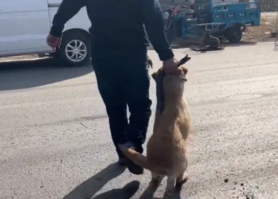 Once he left, the dog was thrown in a cage and found to make money